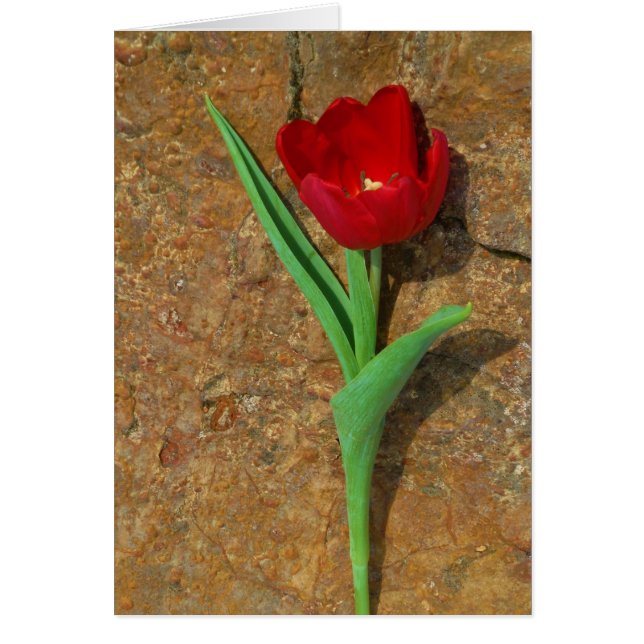 Gelb und Rot (Vorne)