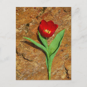 Gelb und Rot Postkarte