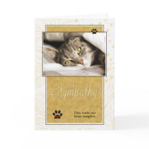 Gelb und Schwarz Verlust des Beileids von Katzen