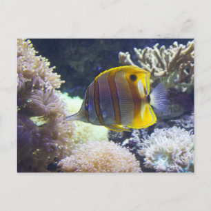 Gelb/Weiß Salzwasser Copperband Butterflyfish Postkarte