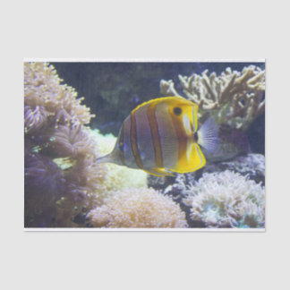 Gelb/Weiß Salzwasser Copperband Butterflyfish Seidenpapier