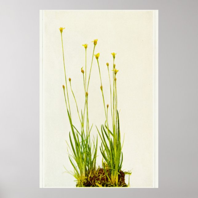 Gelbäugiges Gras Poster (Vorne)