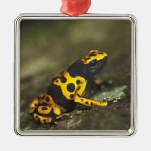 Gelbband-Pfeilgiftfrosch Dendrobates Ornament Aus Metall