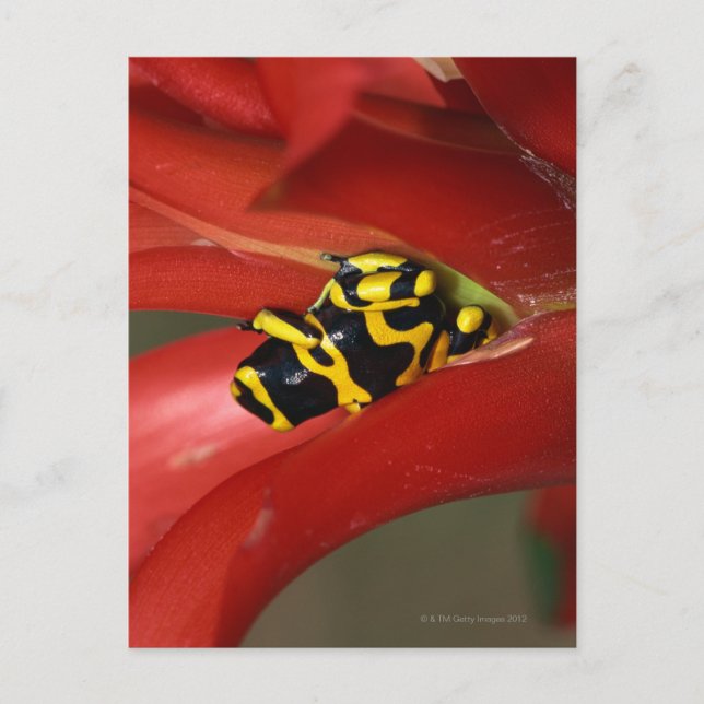 Gelbbandgiftfrosch Postkarte