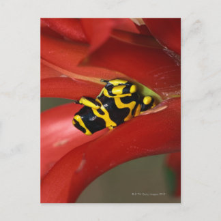Gelbbandgiftfrosch Postkarte
