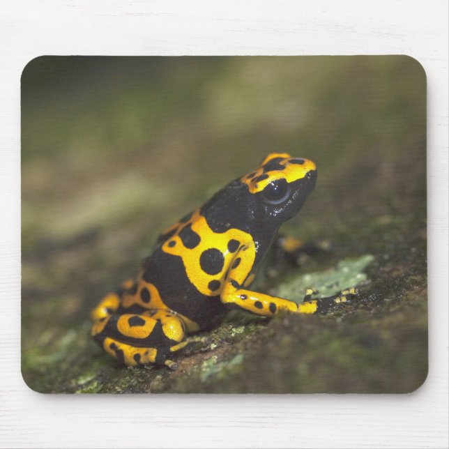 Gelbbandiger Pfeilgiftfrosch Dendrobates Mousepad (Vorne)