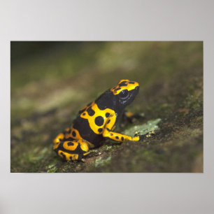 Gelbbandiger Pfeilgiftfrosch Dendrobates Poster