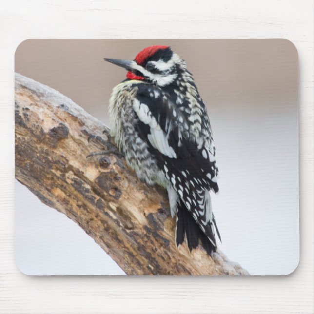 Gelbbauchspecht Männchen Mousepad (Vorne)