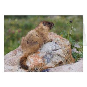 Gelbbaudch-Murmeltier, Marmota flaviventris,