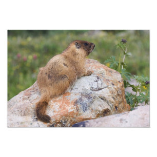 Gelbbaudch-Murmeltier, Marmota flaviventris, Fotodruck