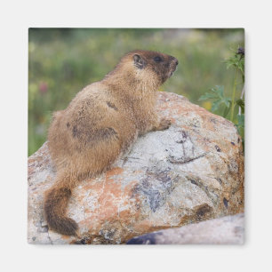 Gelbbaudch-Murmeltier, Marmota flaviventris, Magnet