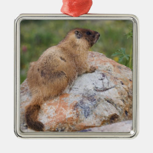 Gelbbaudch-Murmeltier, Marmota flaviventris, Silbernes Ornament