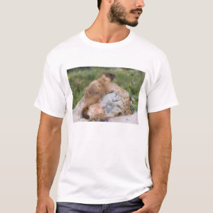 Gelbbaudch-Murmeltier, Marmota flaviventris, T-Shirt