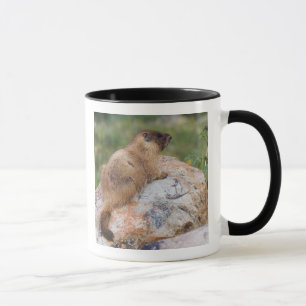 Gelbbaudch-Murmeltier, Marmota flaviventris, Tasse