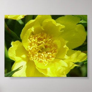 Gelbbaumpeony (Paeonia Lutea) Poster
