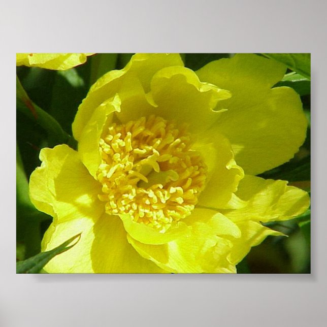 Gelbbaumpeony (Paeonia Lutea) Poster (Vorne)
