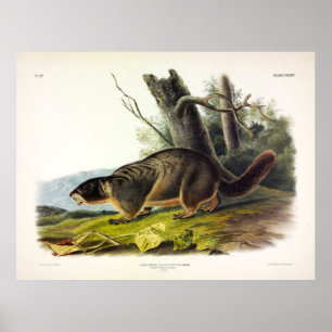 Gelbbbaucher Marmot, Rock Chuck von Audubon Poster