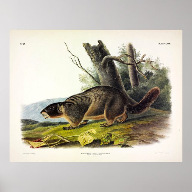 Gelbbbaucher Marmot, Rock Chuck von Audubon Poster (Vorne)