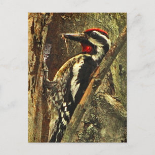 Gelbbbaucher-Sapsucker Postkarte