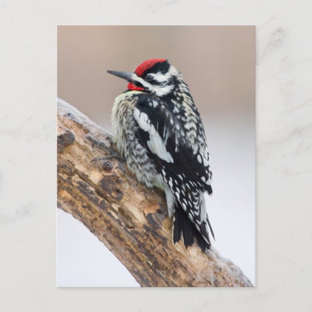Gelbbbauchmännchen Postkarte (Vorderseite)