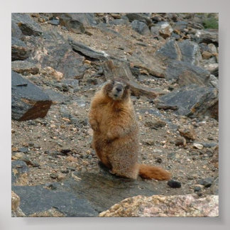 Gelbbbellischer Marmot Poster