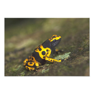 Gelbbinde Gift Dart Frog Dendrobates Fotodruck