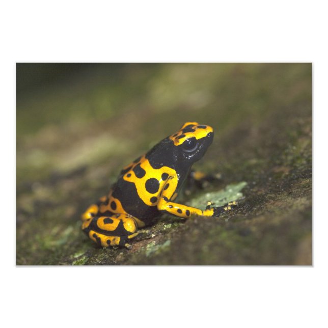 Gelbbinde Gift Dart Frog Dendrobates Fotodruck (Vorne)
