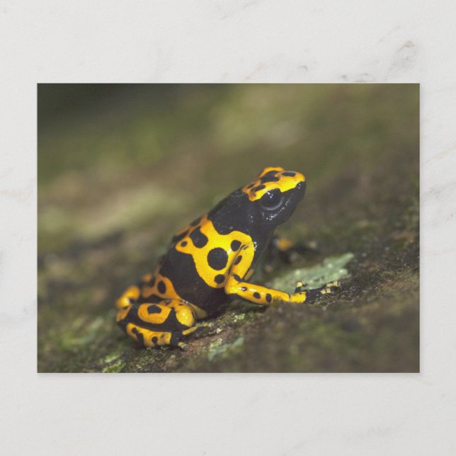 Gelbbinde Gift Dart Frog Dendrobates Postkarte (Vorderseite)