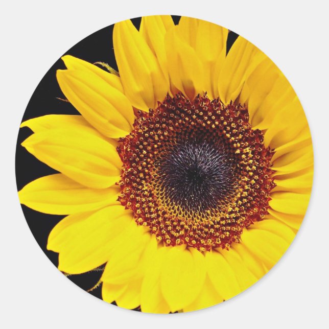 Gelbblütenblume Blume Runder Aufkleber (Vorderseite)