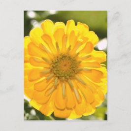 Gelbblütengelbe Blume Postkarte