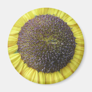 Gelbblütenmagnet Magnet