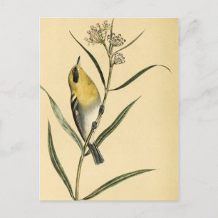 Gelbbraunhähnchen-Vogel im Vintage-Stil Postkarte