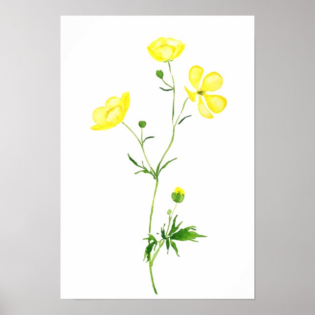 Gelbbutterbecher Blume Aquarell Poster (Vorne)