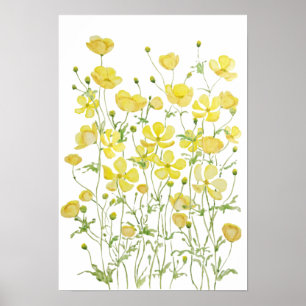 Gelbbutterbecher Blume Aquarell Poster