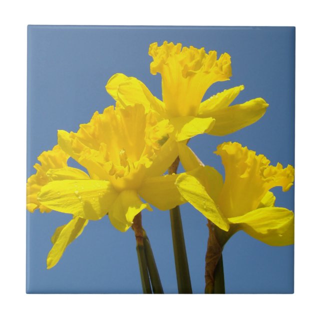 Gelbe affodische Blume Tile Art Daffodien Fliese (Vorderseite)
