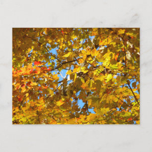 Gelbe Ahornblätter und blauer Himmel Postkarte