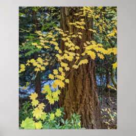 Gelbe Ahornkerne Blätter und Douglas Fir Foto Poster