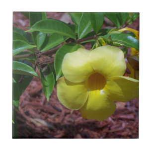 Gelbe Alamanda-Blüte Fliese