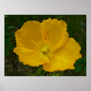 Gelbe Alaskawildblume Mohn Floral Poster