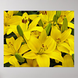 Gelbe Asiatische Lilien Blumenfotografie Poster