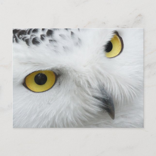Gelbe Augen Postkarte (Vorderseite)
