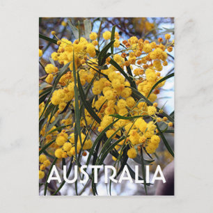 Gelbe australische Wildblüten 2 Postkarte