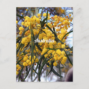 Gelbe australische Wildblüten Postkarte