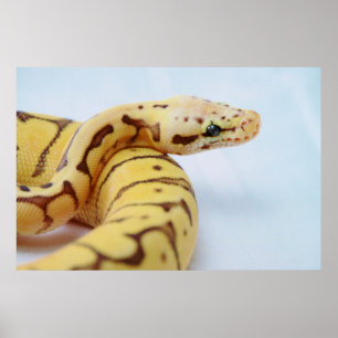 Gelbe Ball-Python Nah hoch Poster