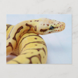 Gelbe Ball-Python Nah hoch Postkarte