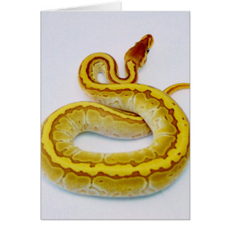Gelbe Ball-Pythonschlange des Buchstabe-"S"