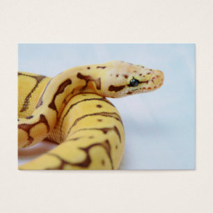 Gelbe Ball-Pythonschlange-nahes hohes