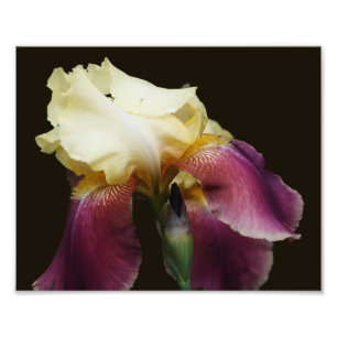 Gelbe Bartete Iris-Blume 8x10 Fotodruck
