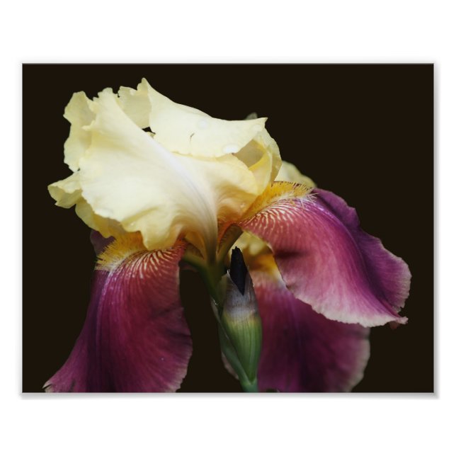 Gelbe Bartete Iris-Blume 8x10 Fotodruck (Vorne)