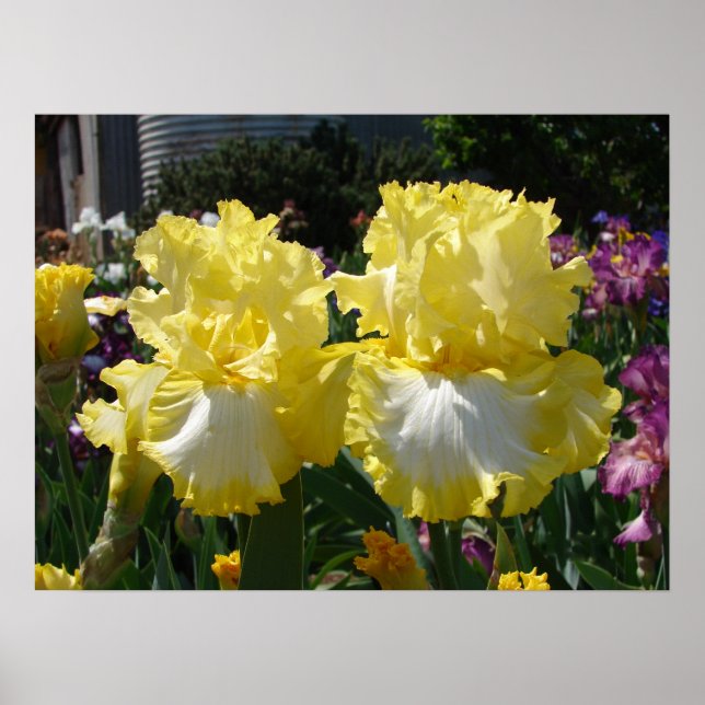 Gelbe Bartete Iris Iris Blume Blumenposter Poster (Vorne)